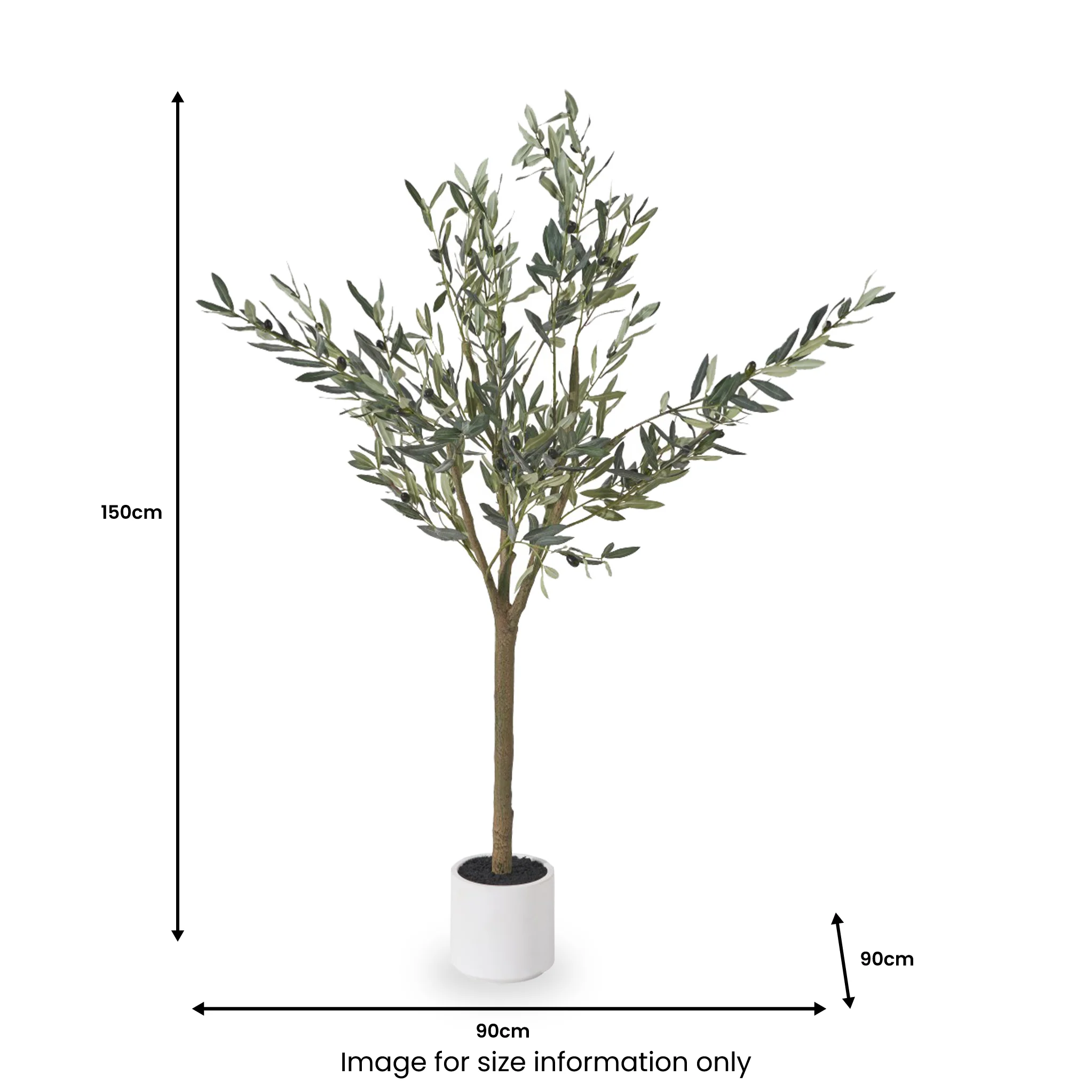 Olive Tree In Pot - Image 8