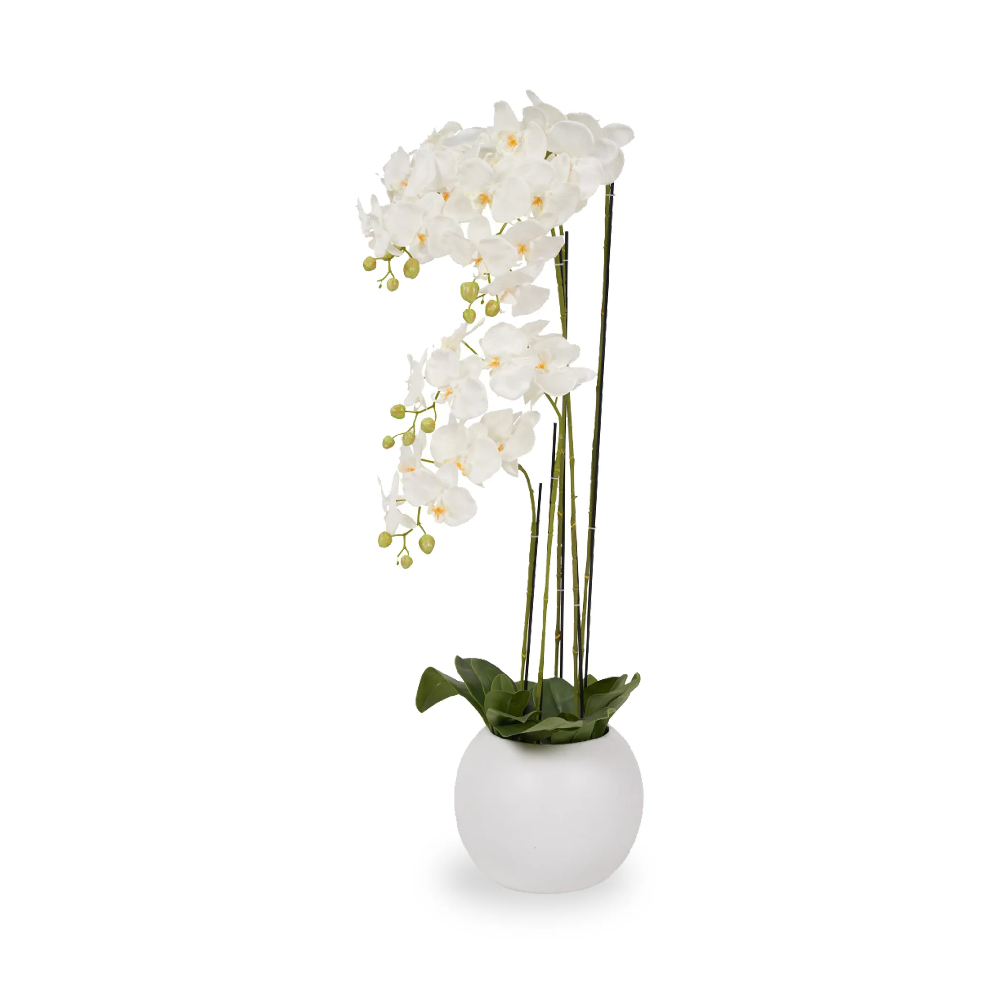White Orchid in Pot - Image 10