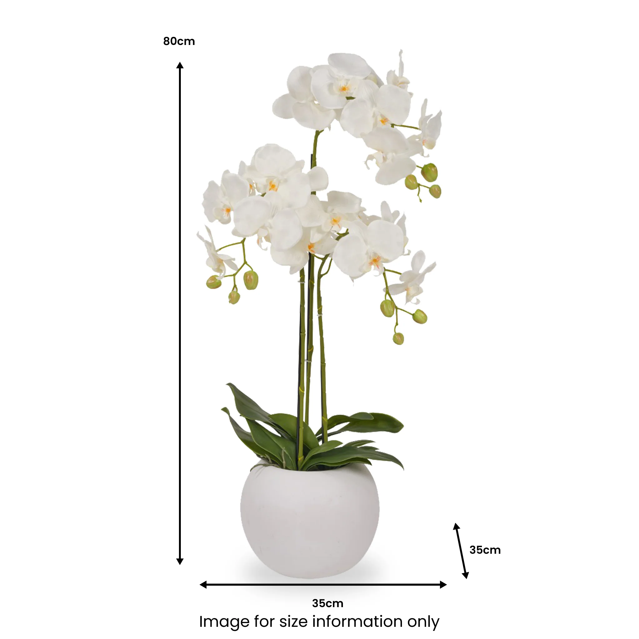 White Orchid in Pot - Image 13