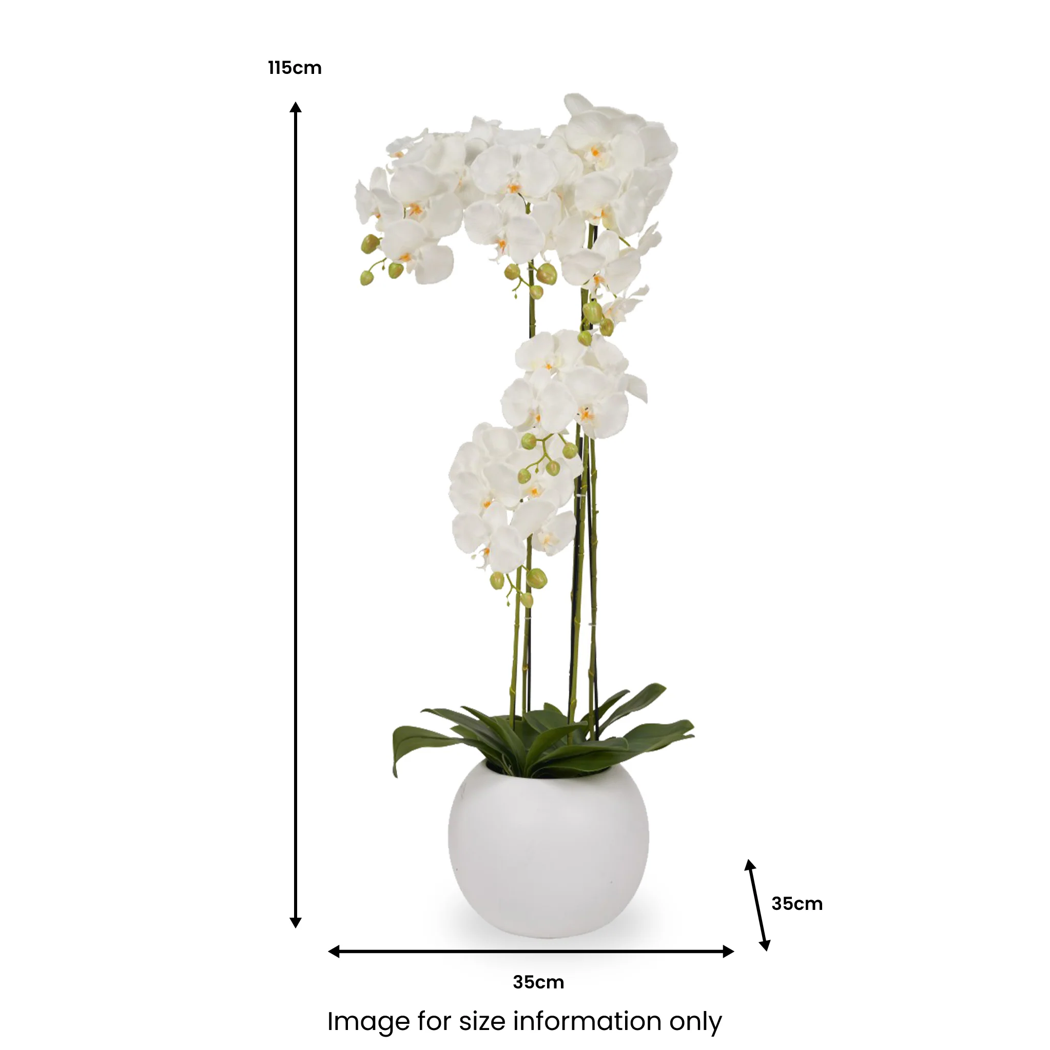 White Orchid in Pot - Image 14