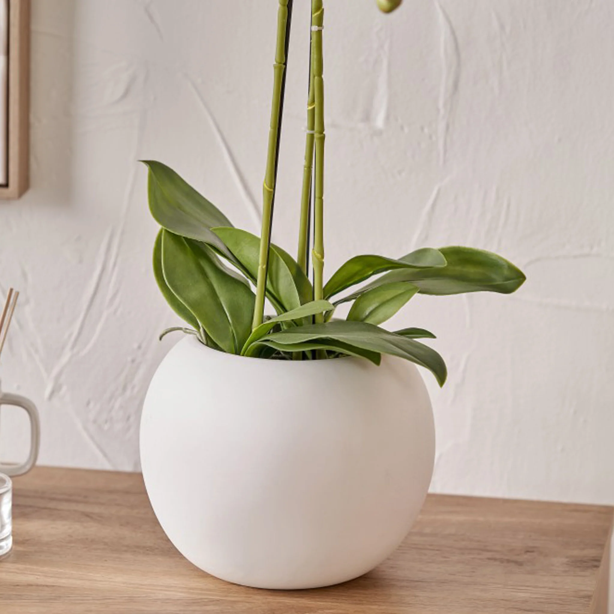 White Orchid in Pot - Image 3