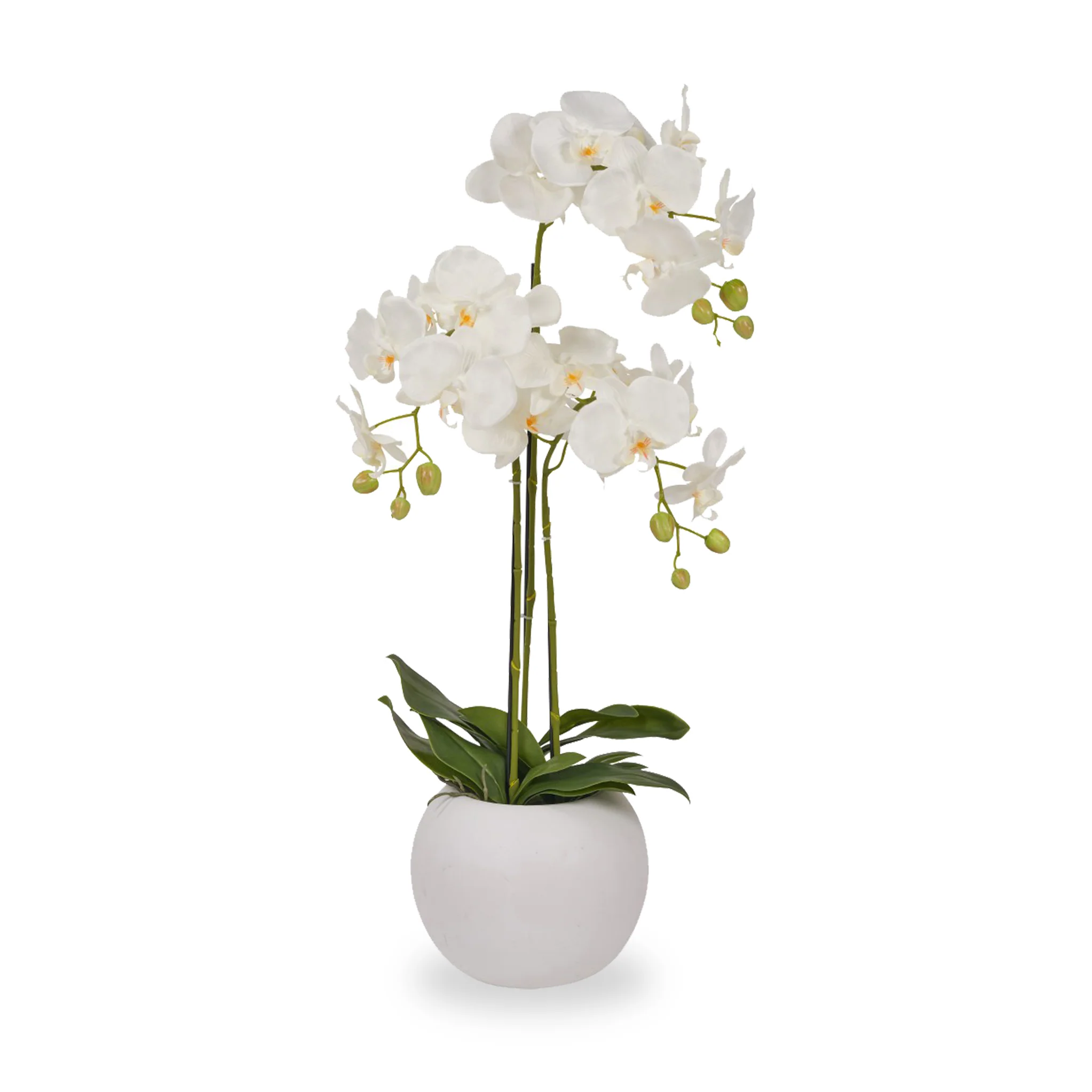 White Orchid in Pot - Image 6