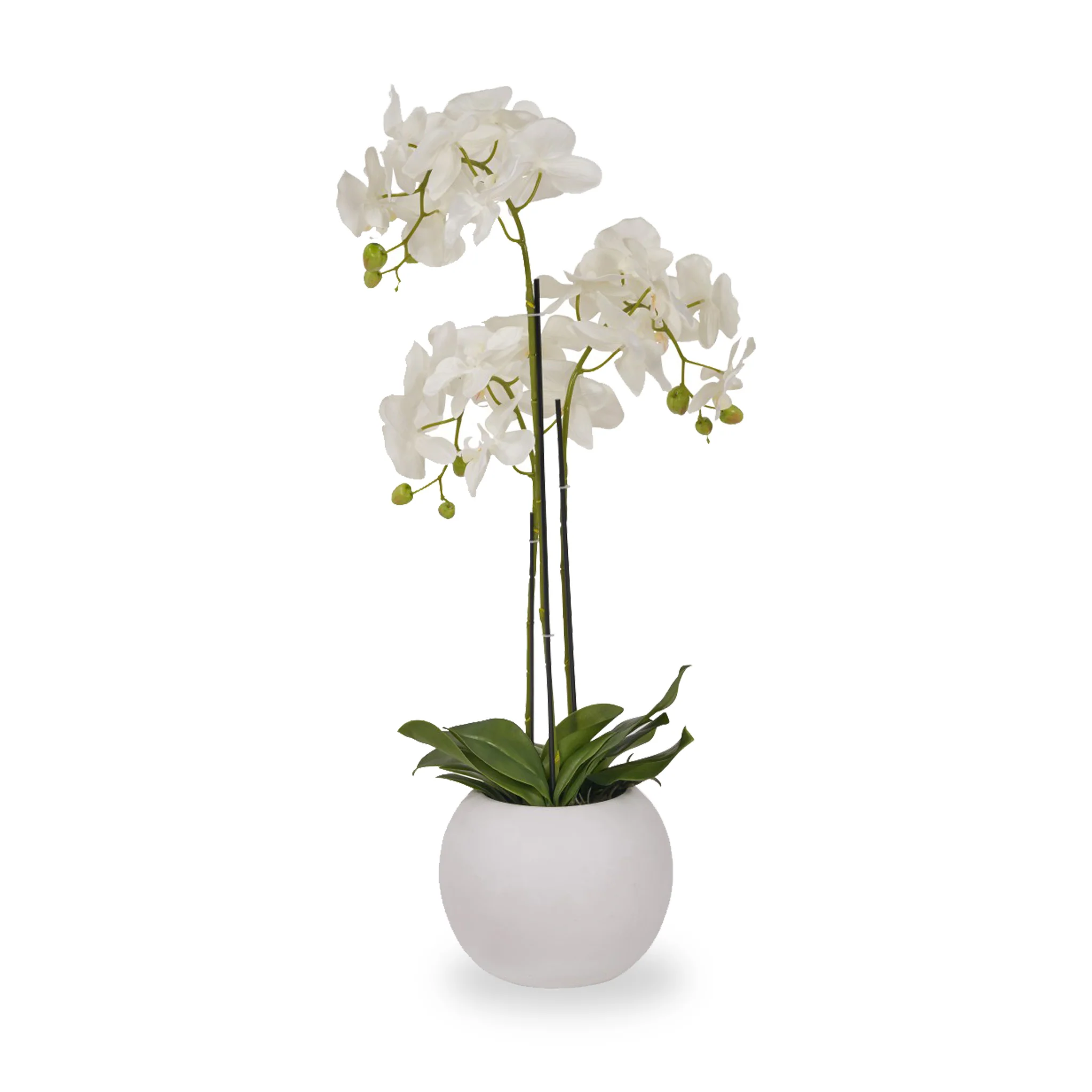 White Orchid in Pot - Image 7