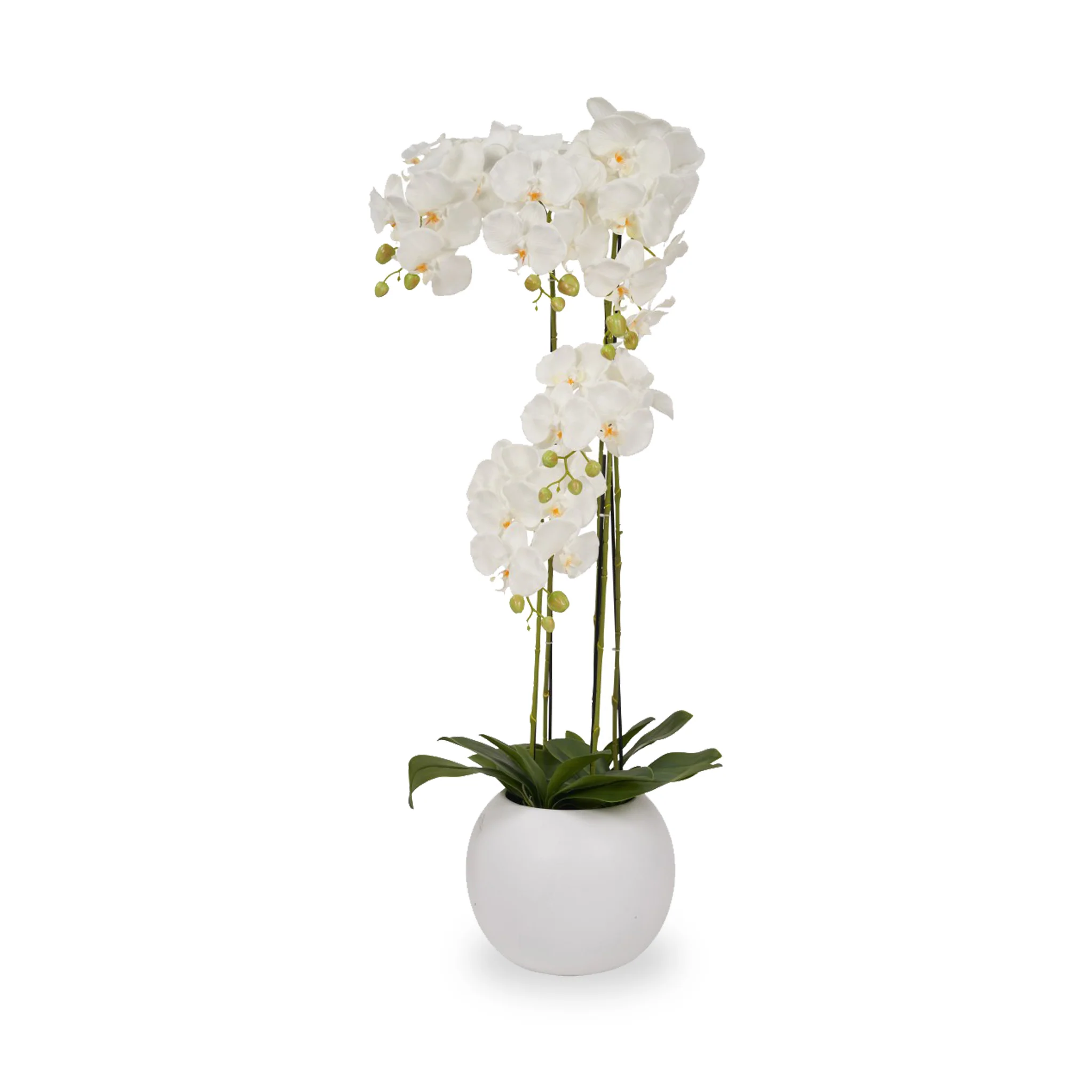 White Orchid in Pot - Image 8