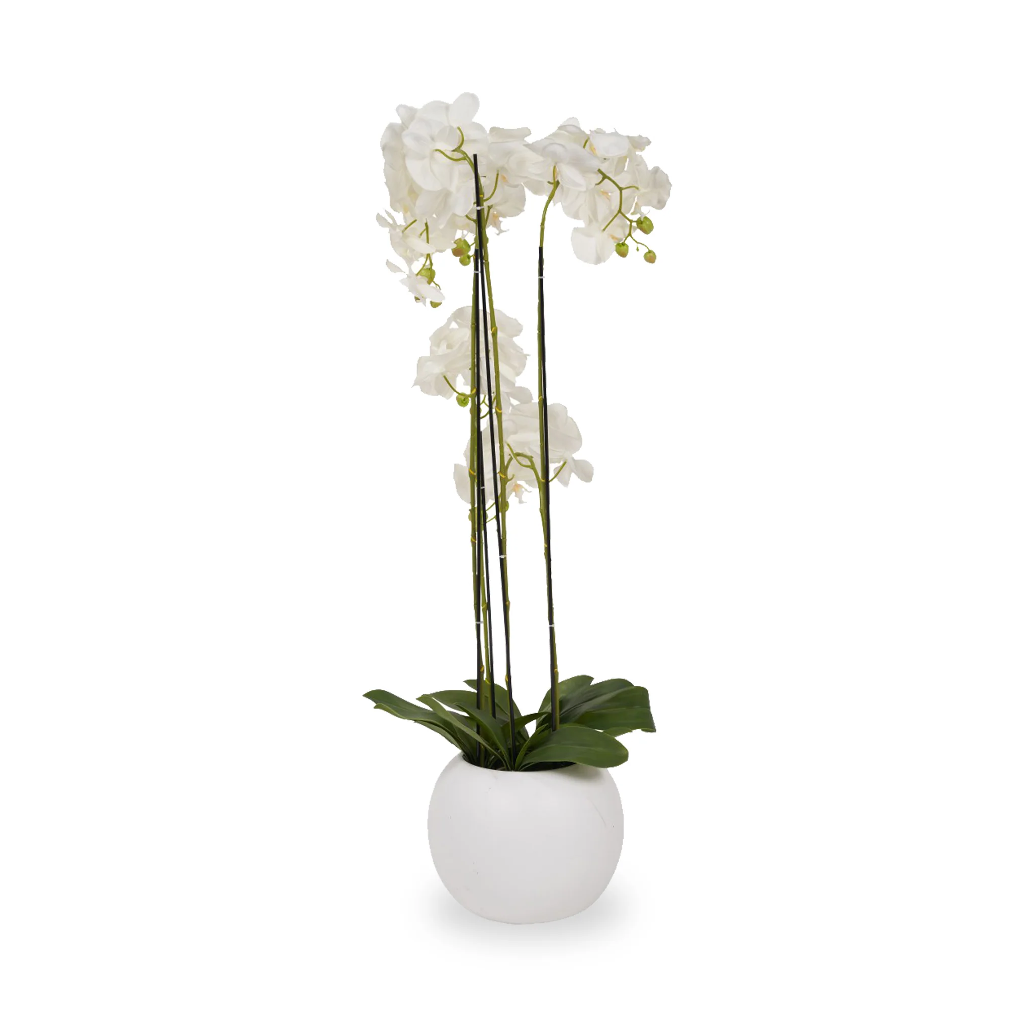 White Orchid in Pot - Image 9